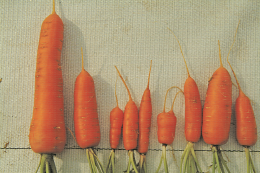 Symptôme dit de bouchons sur carotte